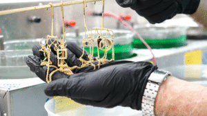 ציפוי זהב לשרשראות